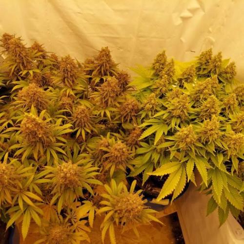 The Garden 2020 - Durban Poison (clone). Week 15
