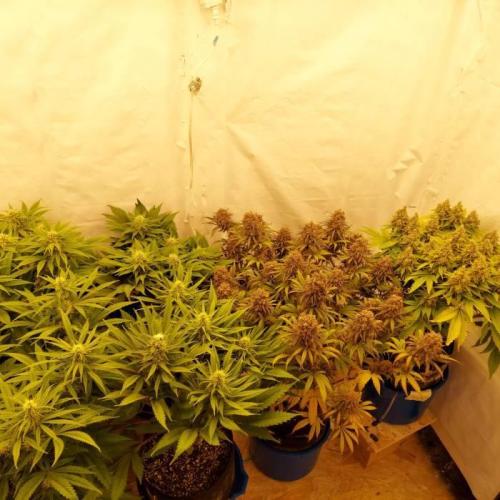 The Garden 2020 - Durban Poison (clone). Week 15