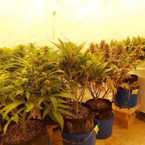The Garden 2020 - Durban Poison (clone). Week 15