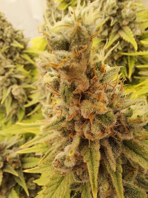 The Garden 2020 - Durban Poison (clone). Week 16