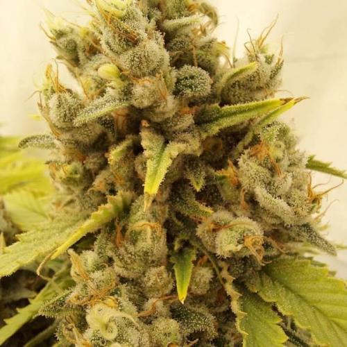 The Garden 2020 - Durban Poison (clone). Week 16