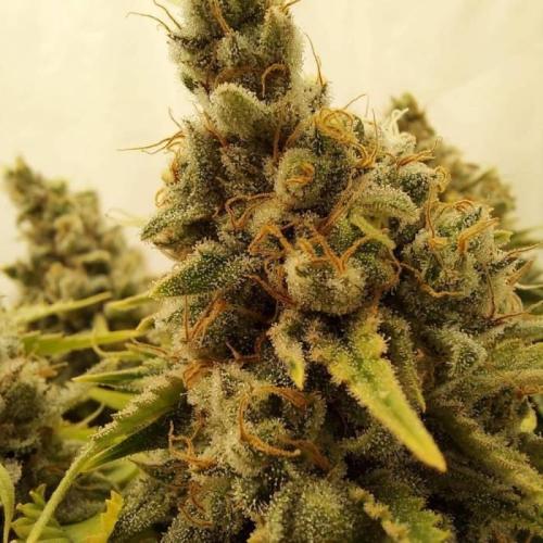 The Garden 2020 - Durban Poison (clone). Week 16