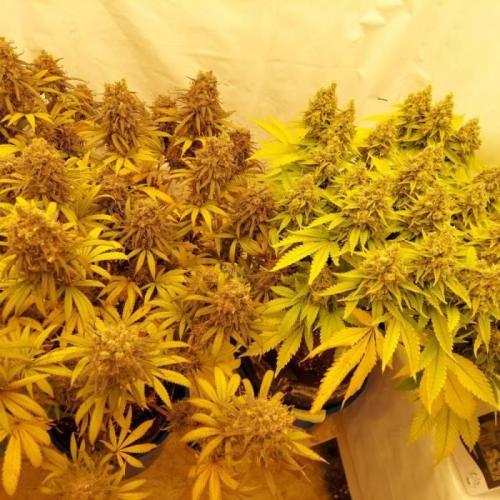The Garden 2020 - Durban Poison (clone). Week 16