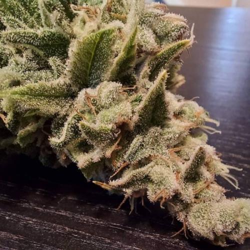 The Garden 2020 - Durban Poison (clone). Week 17