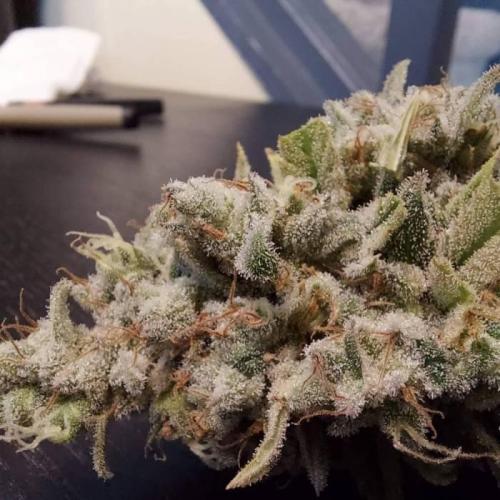 The Garden 2020 - Durban Poison (clone). Week 17