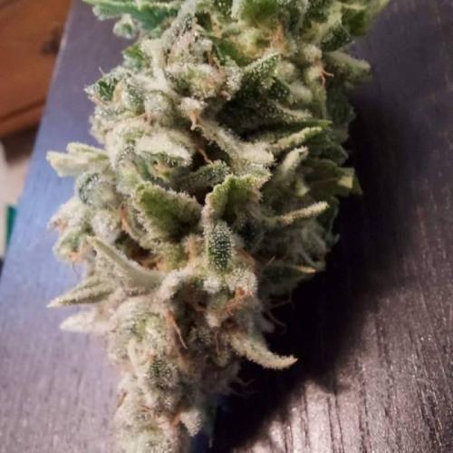 The Garden 2020 - Durban Poison (clone). Week 17