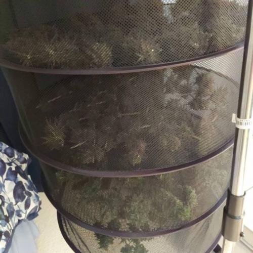 The Garden 2020 - Durban Poison (clone). Week 17