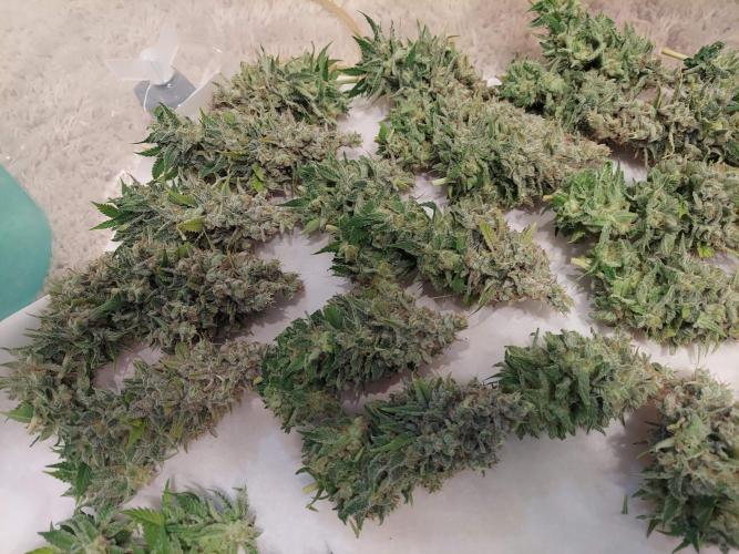 The Garden 2020 - Durban Poison (clone). Week 17