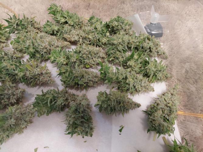 The Garden 2020 - Durban Poison (clone). Week 17
