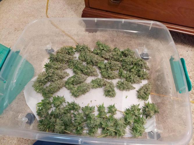 The Garden 2020 - Durban Poison (clone). Week 17