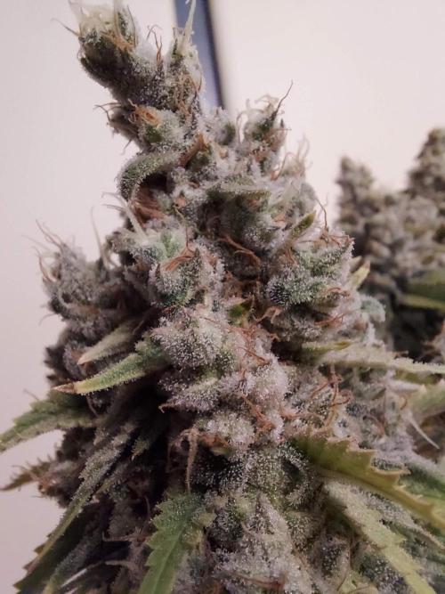 The Garden 2020 - Durban Poison (clone). Week 17
