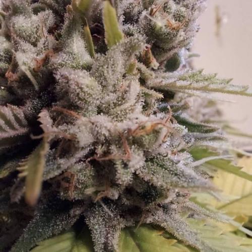 The Garden 2020 - Durban Poison (clone). Week 17