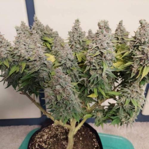 The Garden 2020 - Durban Poison (clone). Week 17
