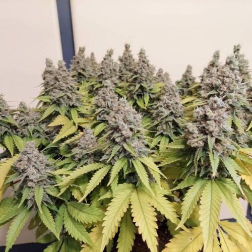 The Garden 2020 - Durban Poison (clone). Week 17