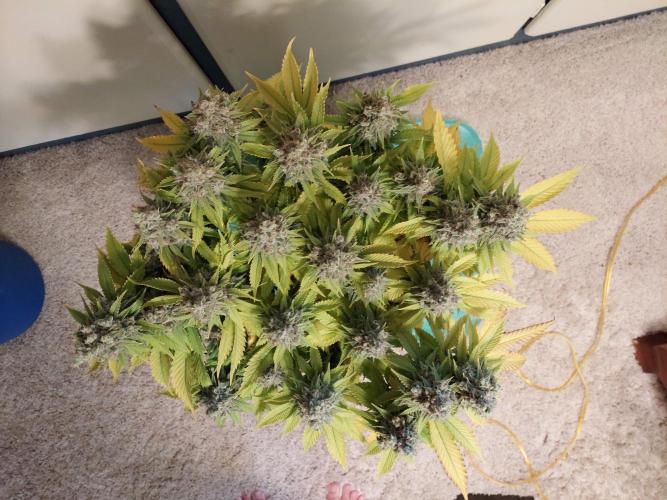 The Garden 2020 - Durban Poison (clone). Week 17