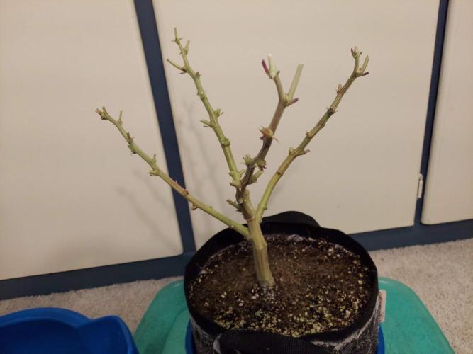 The Garden 2020 - Durban Poison (clone). Week 17