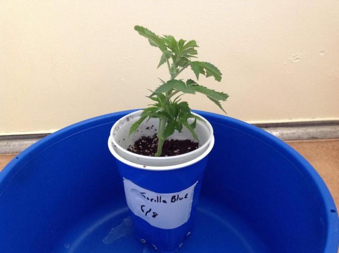 The Garden 2021 - Gorilla Blue. Week 1