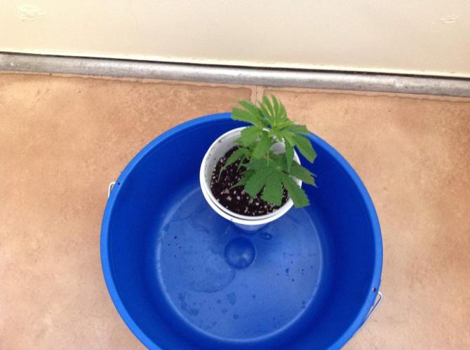 The Garden 2021 - Gorilla Blue. Week 1