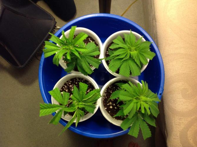 The Garden 2021 - Gorilla Blue. Week 1