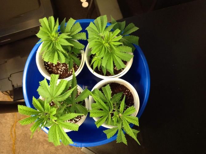 The Garden 2021 - Gorilla Blue. Week 1
