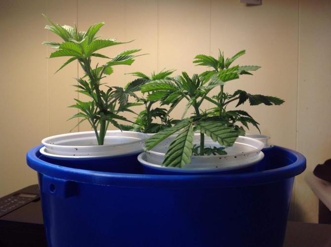 The Garden 2021 - Gorilla Blue. Week 1
