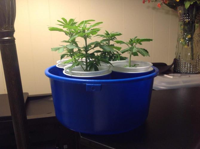 The Garden 2021 - Gorilla Blue. Week 1