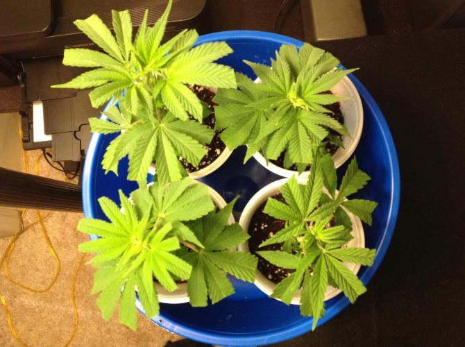 The Garden 2021 - Gorilla Blue. Week 1