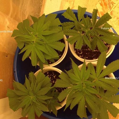 The Garden 2021 - Gorilla Blue. Week 2