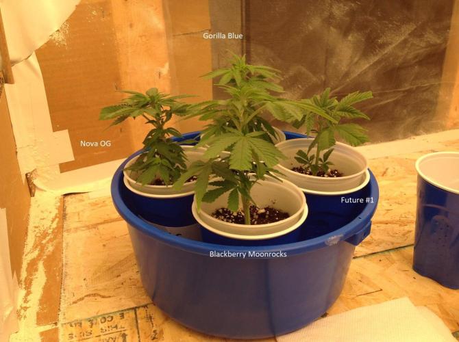The Garden 2021 - Gorilla Blue. Week 2