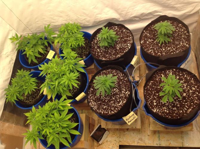 The Garden 2021 - Gorilla Blue. Week 3