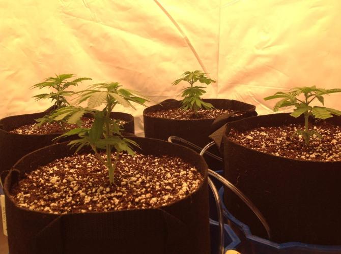 The Garden 2021 - Gorilla Blue. Week 3