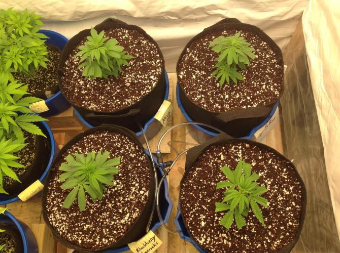 The Garden 2021 - Gorilla Blue. Week 3