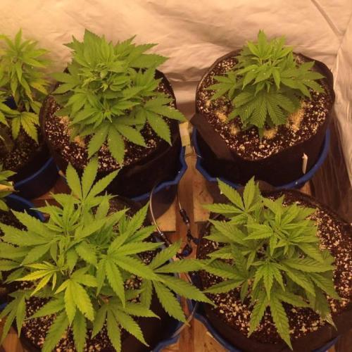 The Garden 2021 - Gorilla Blue. Week 4