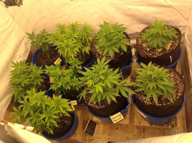 The Garden 2021 - Gorilla Blue. Week 4