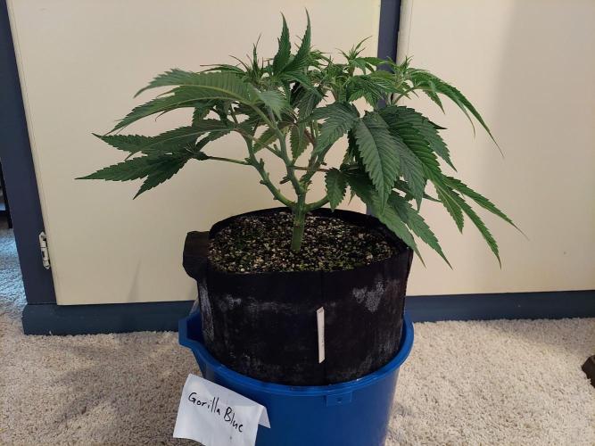 The Garden 2021 - Gorilla Blue. Week 5
