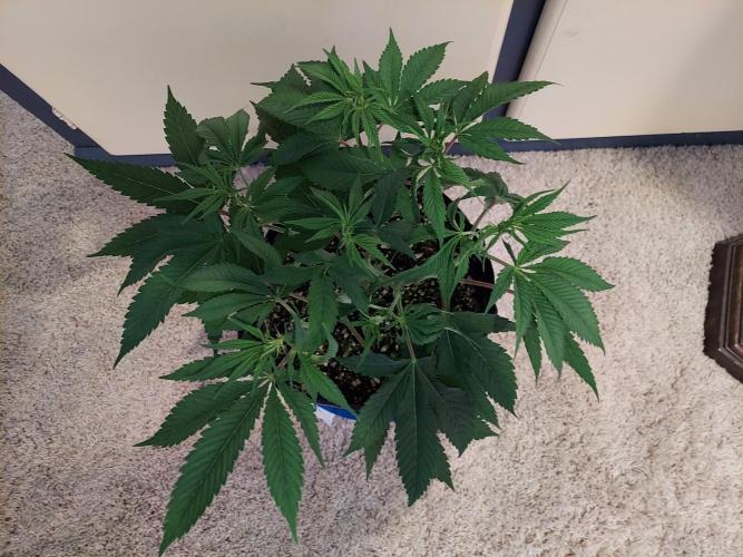 The Garden 2021 - Gorilla Blue. Week 5