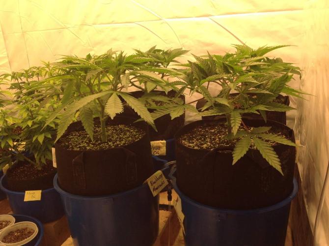 The Garden 2021 - Gorilla Blue. Week 5