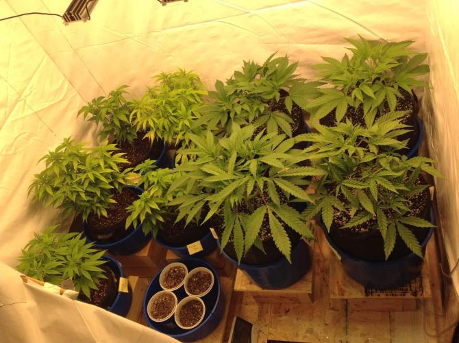 The Garden 2021 - Gorilla Blue. Week 5