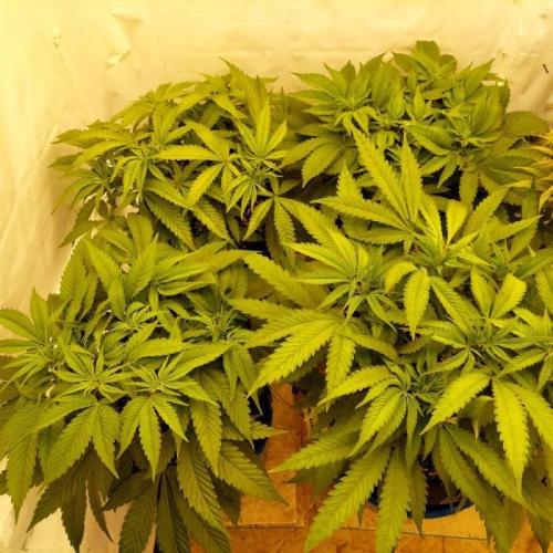 The Garden 2021 - Gorilla Blue. Week 6