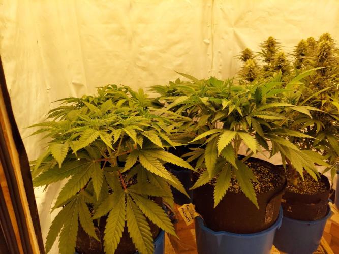 The Garden 2021 - Gorilla Blue. Week 6