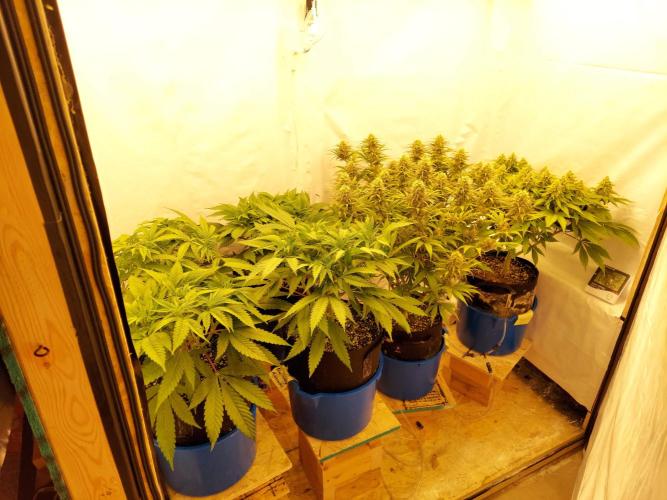 The Garden 2021 - Gorilla Blue. Week 6