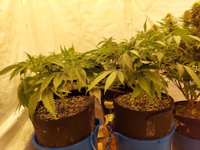 The Garden 2021 - Gorilla Blue. Week 7