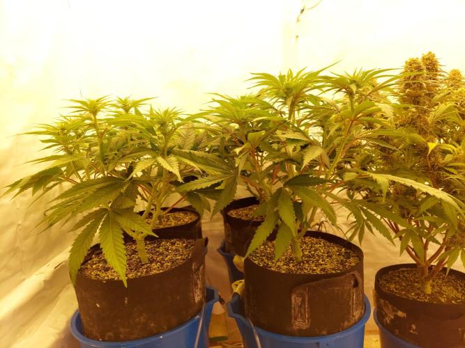 The Garden 2021 - Gorilla Blue. Week 7