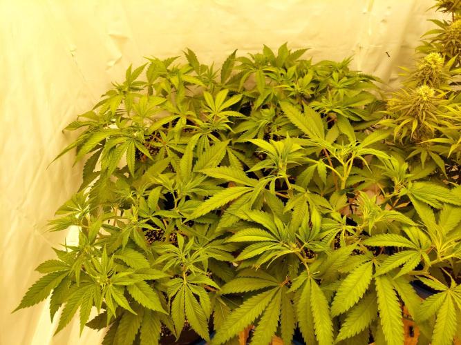 The Garden 2021 - Gorilla Blue. Week 7