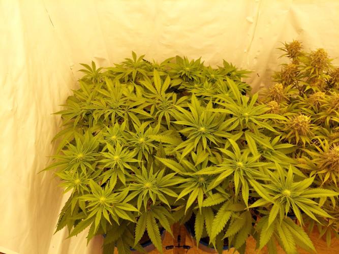The Garden 2021 - Gorilla Blue. Week 7