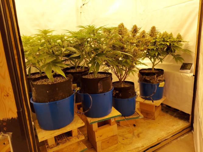 The Garden 2021 - Gorilla Blue. Week 7