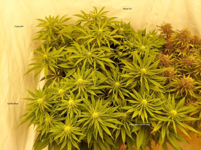 The Garden 2021 - Gorilla Blue. Week 8