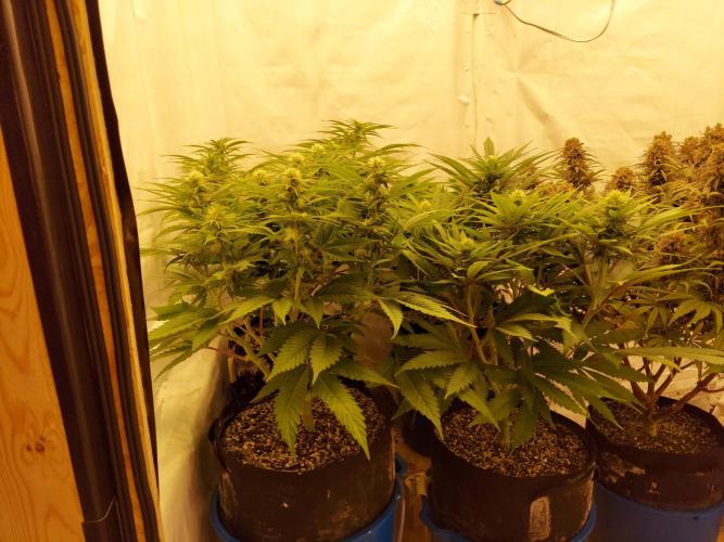 The Garden 2021 - Gorilla Blue. Week 8