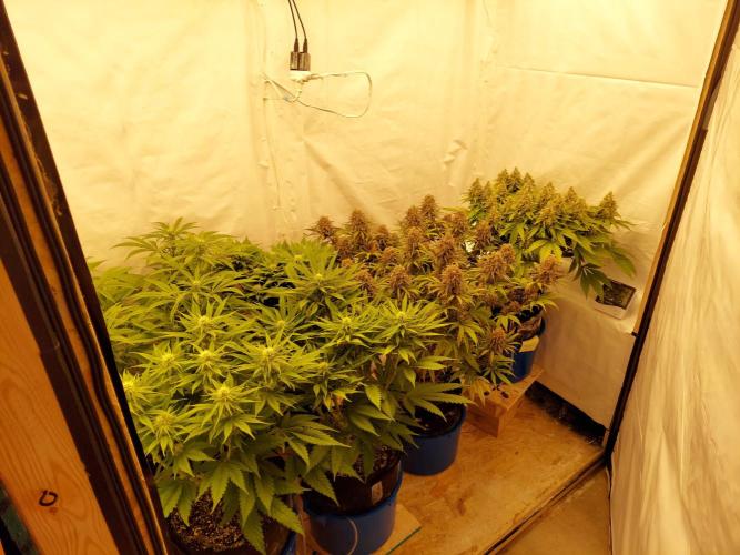 The Garden 2021 - Gorilla Blue. Week 8
