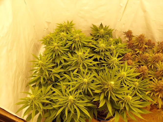 The Garden 2021 - Gorilla Blue. Week 9